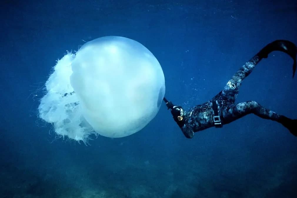 Ливан соҳилида улкан медуза ёнида сузаётган ғаввос.