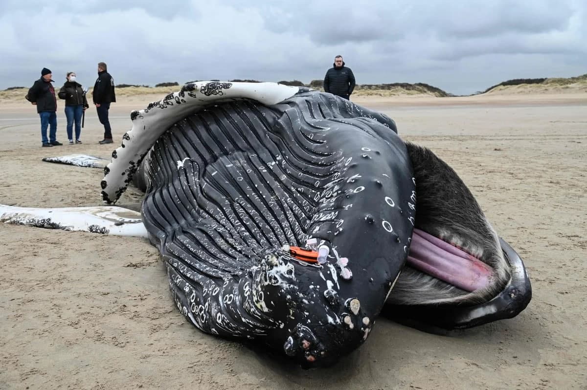 Франция шимолидаги Кале шаҳри яқинидаги пляж саёзлигига чиқиб қолиб ҳалок бўлган кит.