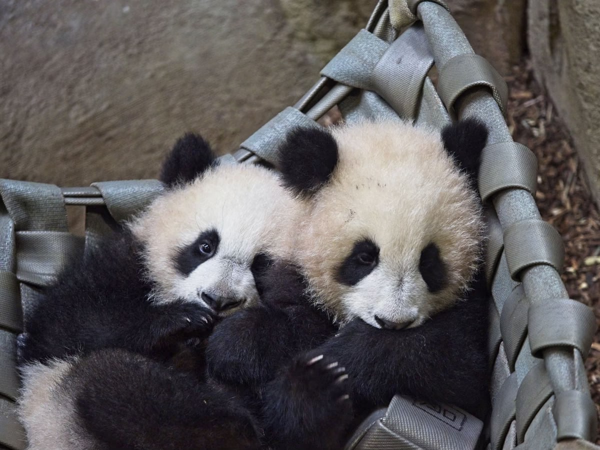 Франциянинг Сен-Аигнан шаҳридаги Беаувал зоологик боғидаги 2021 йил 1 августда туғилган эгизак панда болалари.