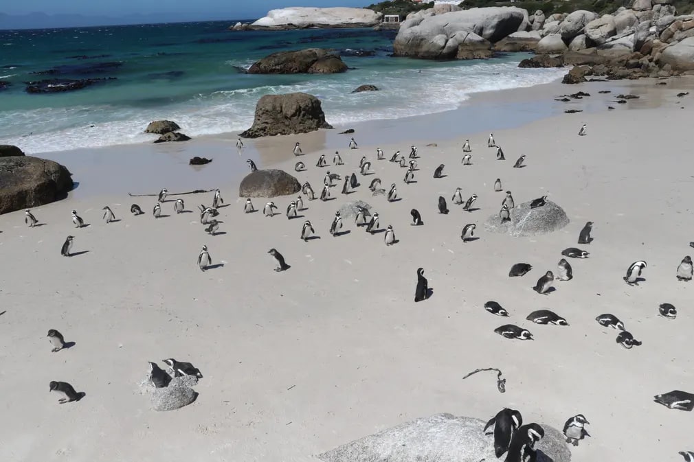 Йўқолиб кетиш хавфи остида ҳисобланган Африка пингвинлари гуруҳи, Кейптаун.
