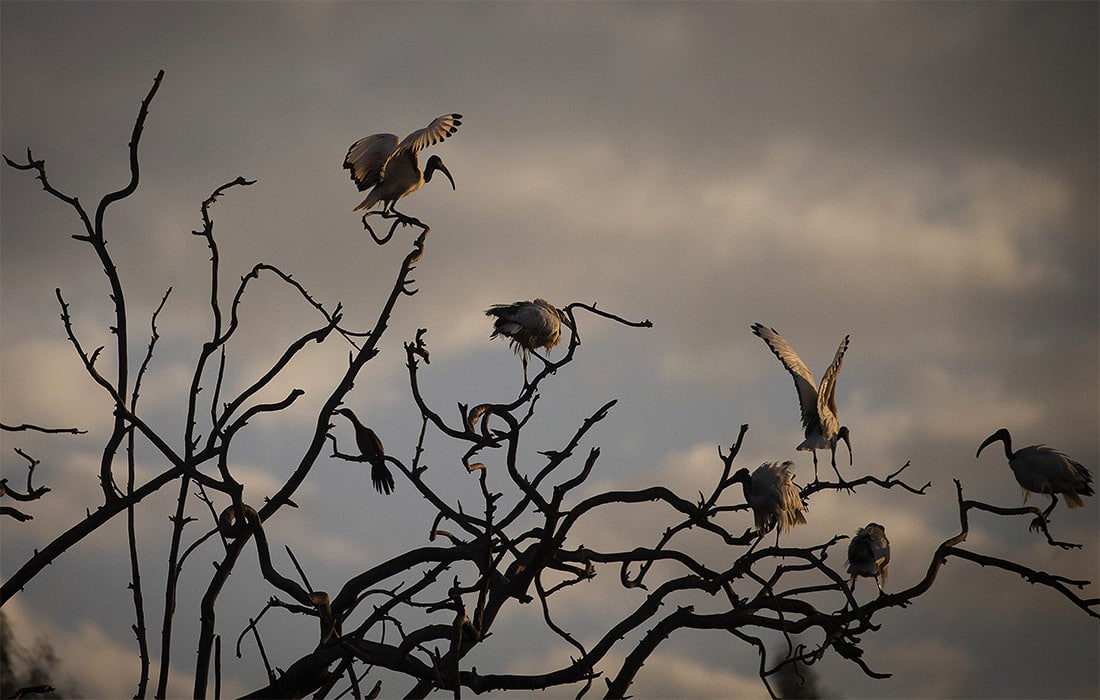 Yoxannesburgdagi hayvonot bog‘idagi ibis qushlari.