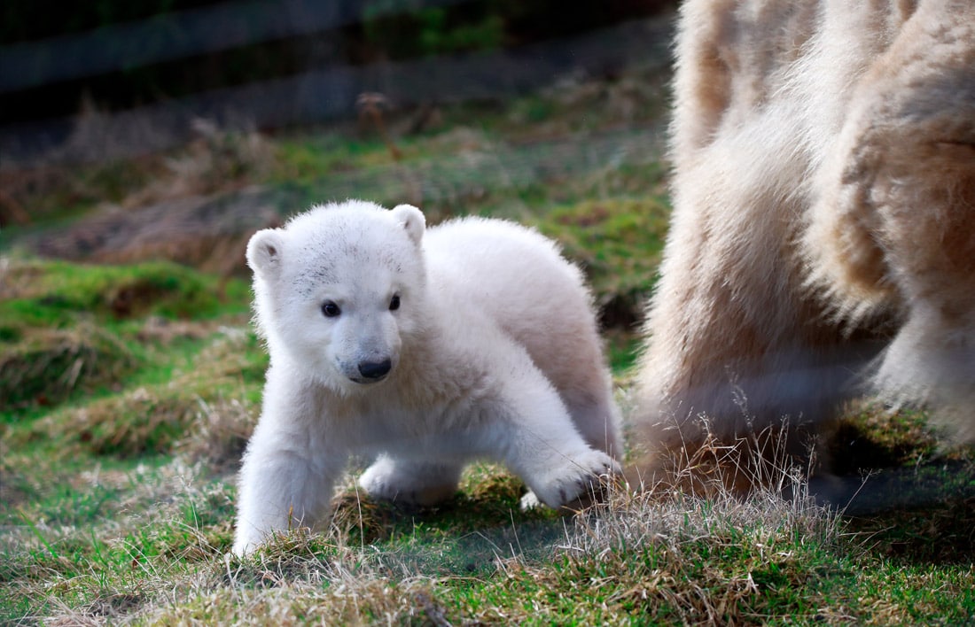 Shotlandiyadagi Highland Wildlife Park’dagi Brodi laqabli oq ayiq bolasi.