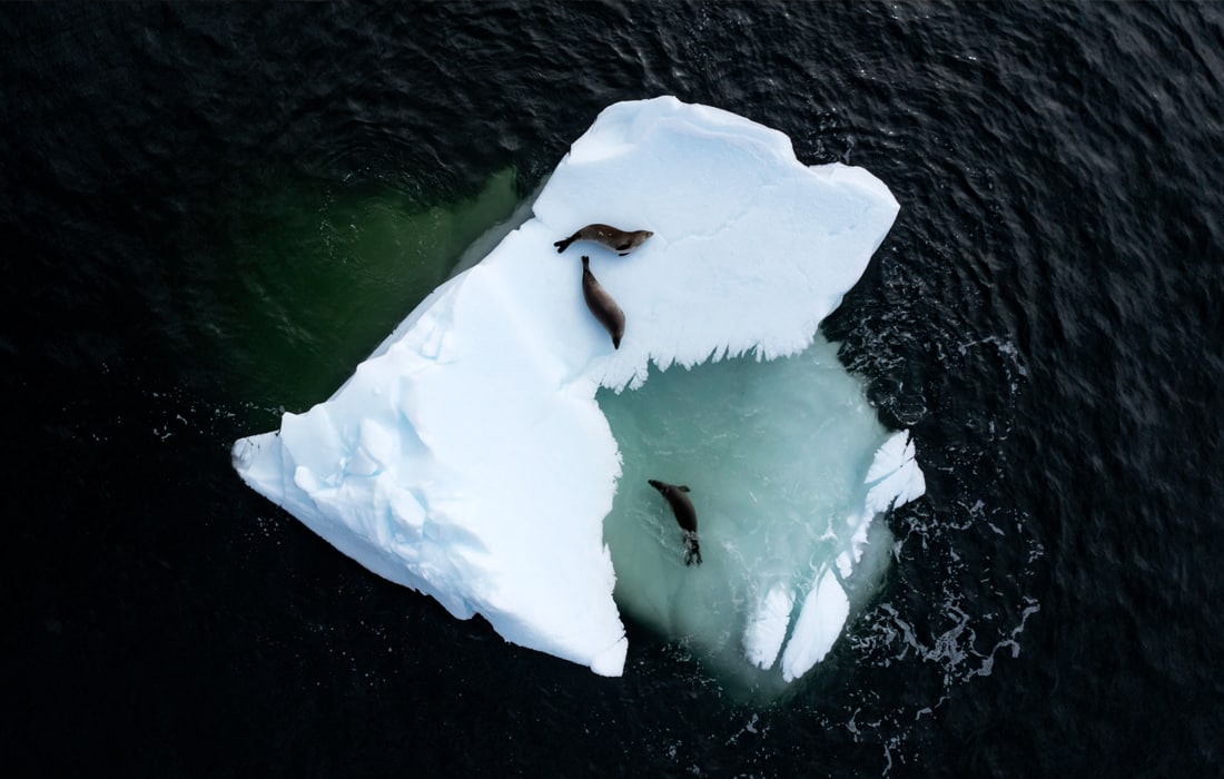 Antarktidadagi qisqichbaqa bilan oziqlanuvchi tyulenlar.