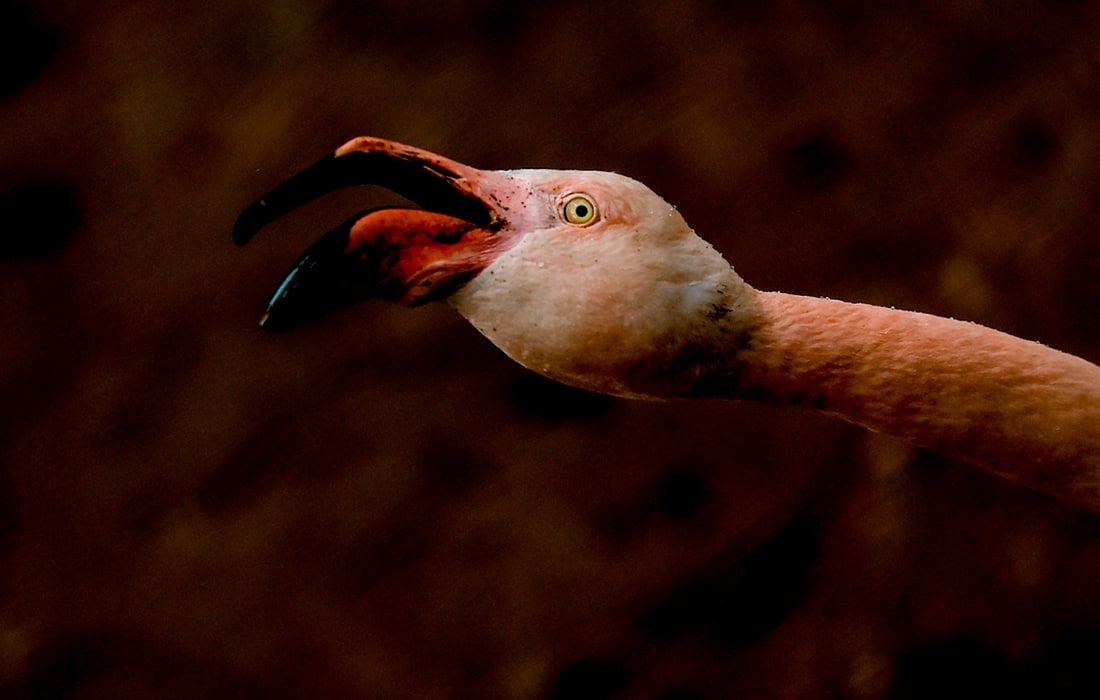 Antaliya hayvonot bog‘idagi flamingolar, Turkiya.