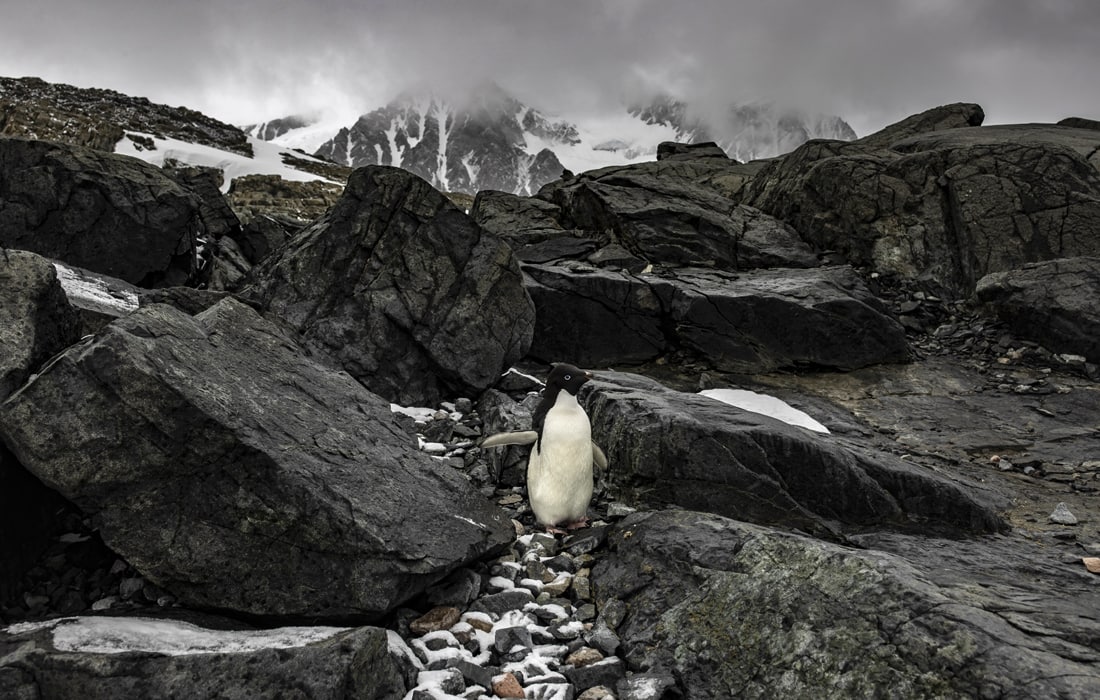 Antarktidadagi Horseshoe orolidagi pingvin.