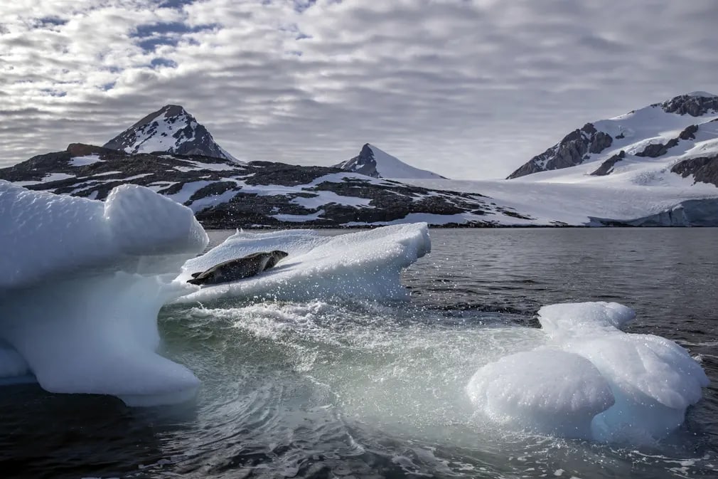 Antarktika yaqinida muz bo‘lagi ustidagi tyulenlar.