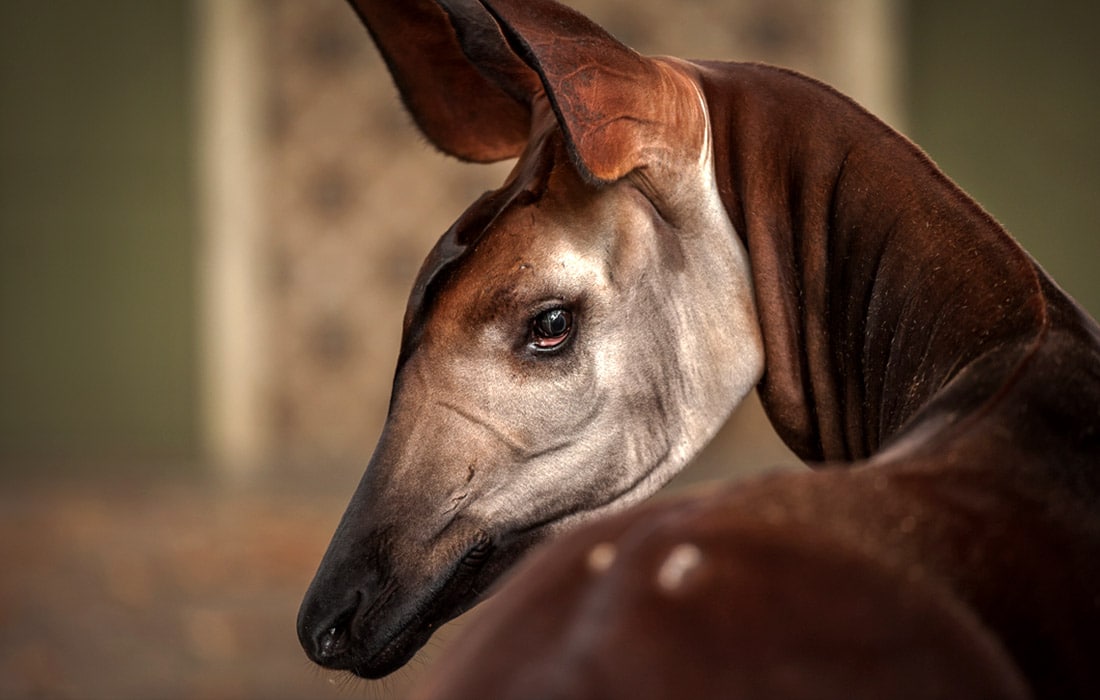Antverpen hayvonot bog‘idagi Okapi, Belgiya.