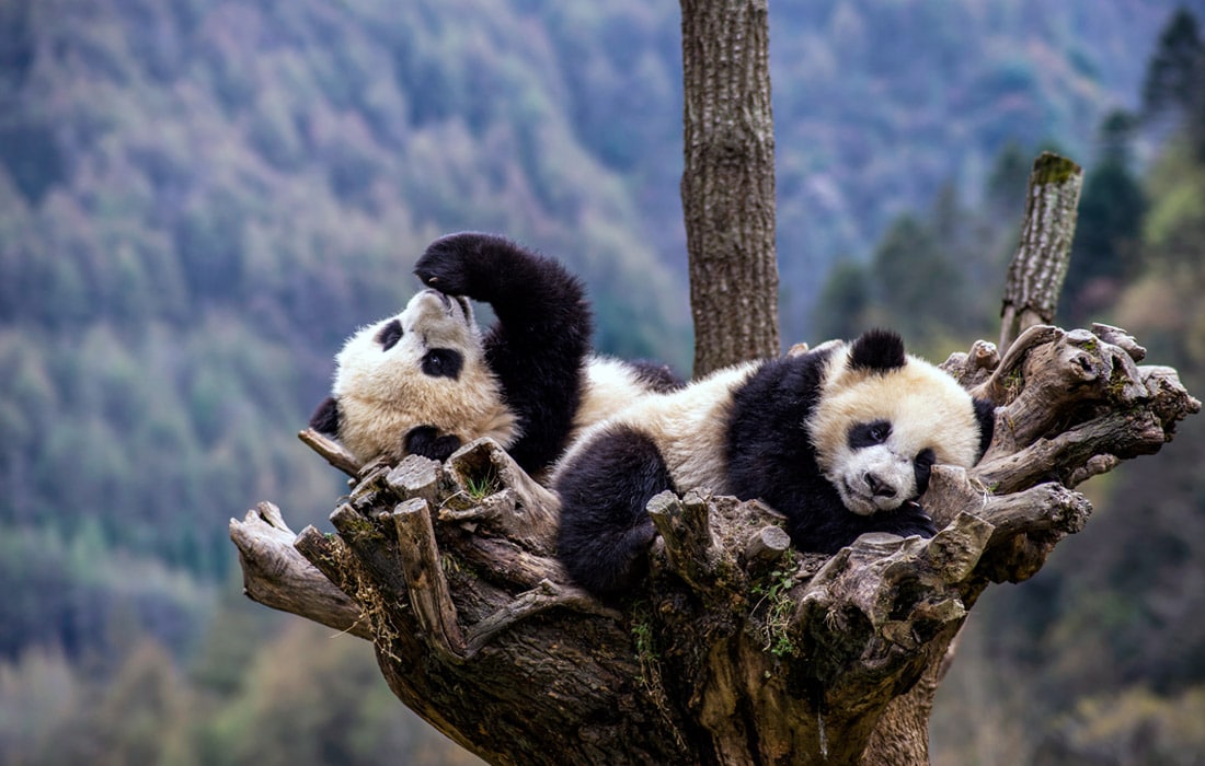 Xitoyning Sichuan shahridagi Panda tadqiqot va ko‘paytirish markazigi pandalar.