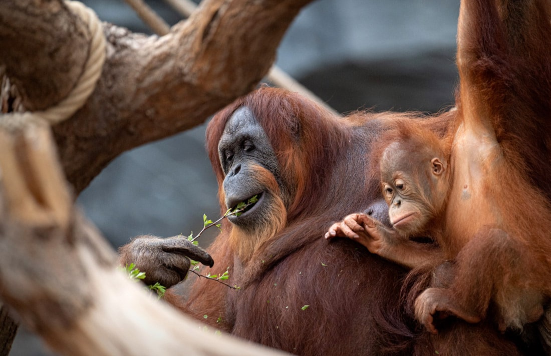 Gamburgning Xagenbek hayvonot bog‘idagi orangutan o‘zining 61 yoshini nishonlamoqda.