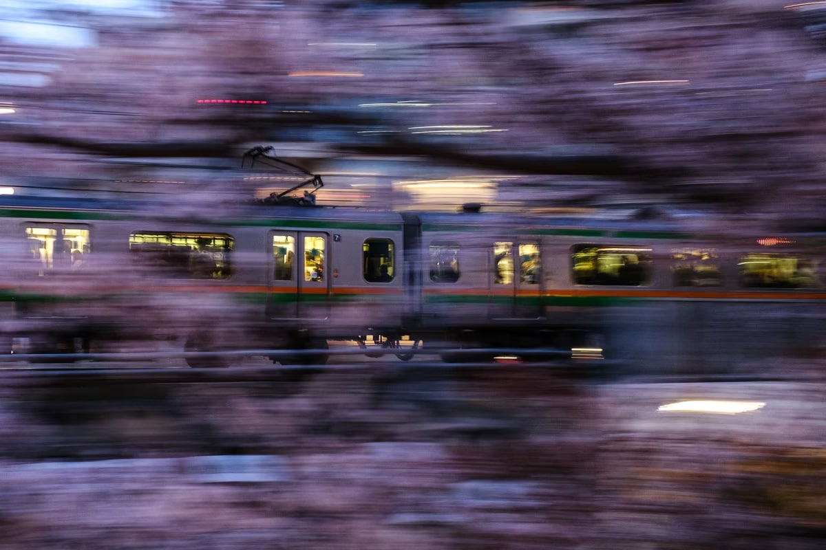 Tokioning Shinagava tumanidagi sakura gullari bilan qoplangan ko‘prik bo‘ylab harakatlanayotgan poyezd.