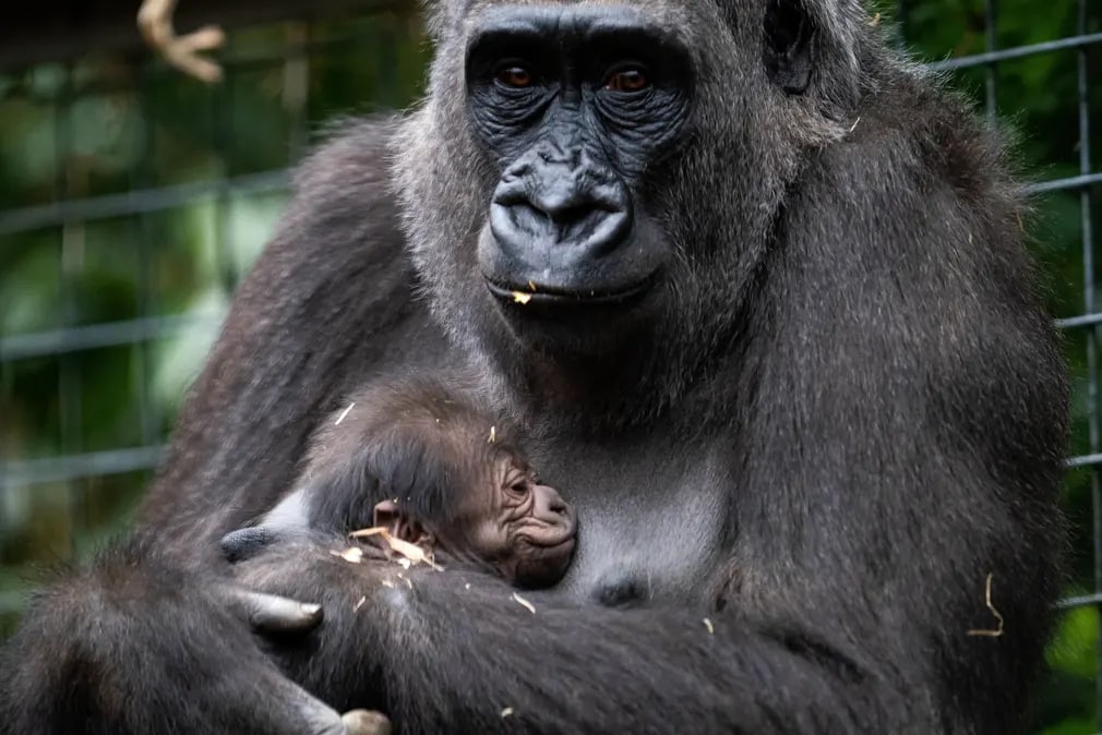Angliyadagi hayvonot bog‘ida yangi tug‘ilgan gorilla bolasi.