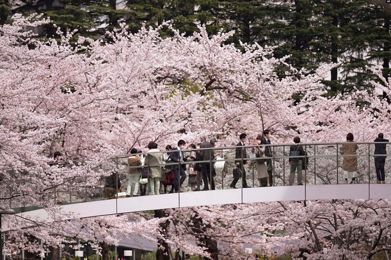 Tokioning Roppongi tumanidagi piyodalar ko‘prigidan sakura gullarini tomosha qilayotgan odamlar.