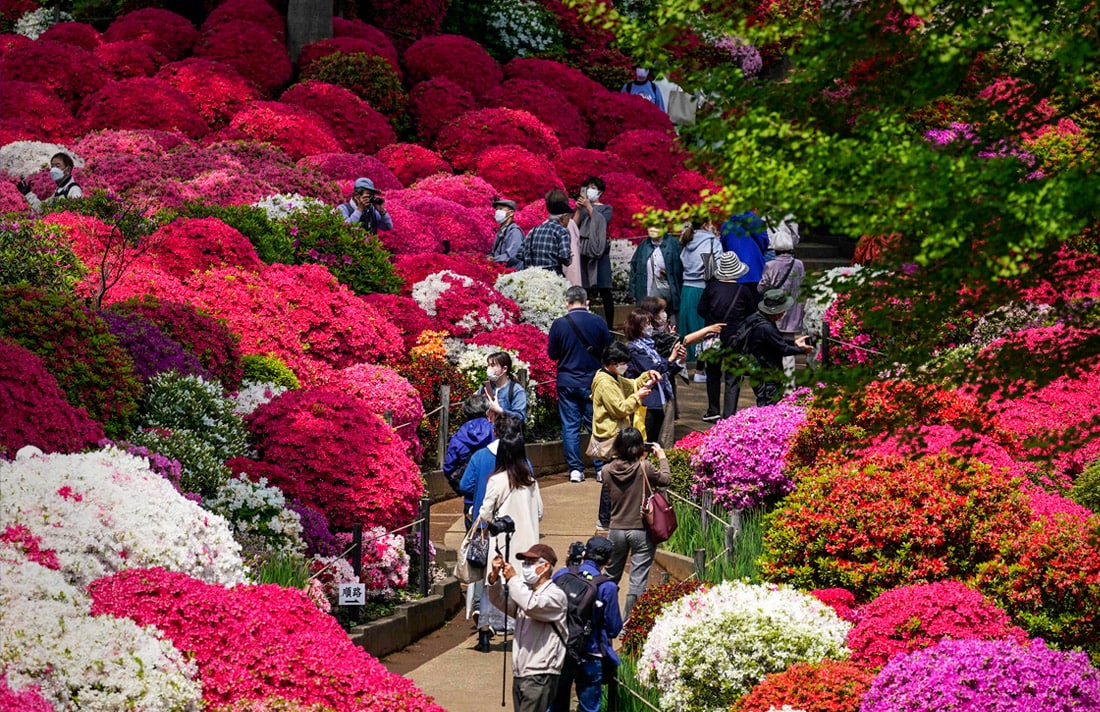 Tokiodagi eski Shinto ziyoratgohidagi Azalea bog‘i.