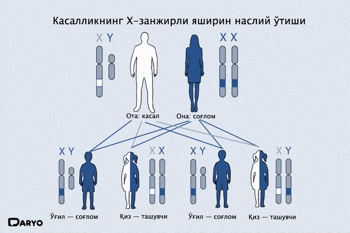 Касал ота ва соғлом онадан фарзандлар туғилиши схемаси