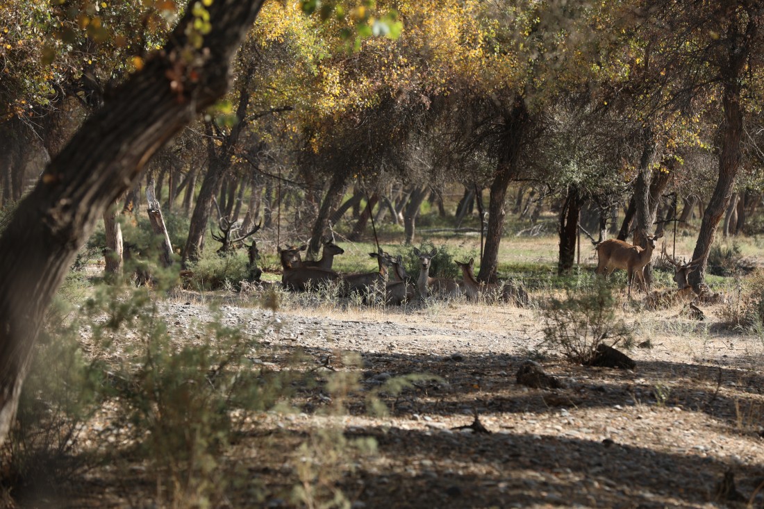 Foto: Uzbekistan.Travel