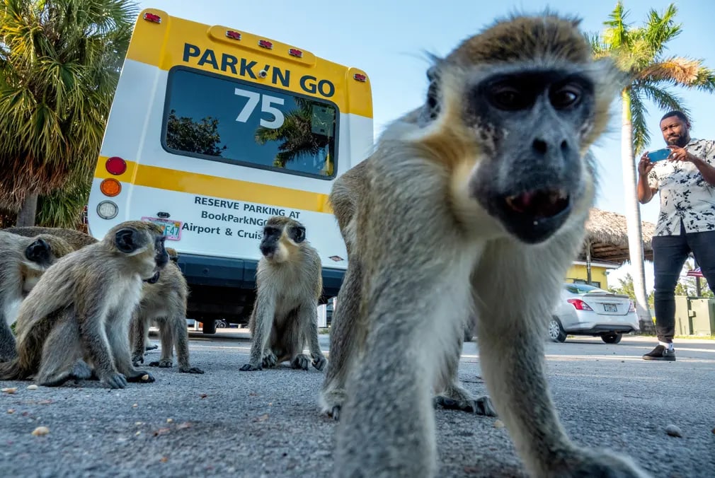 Флоридадаги Форт-Лодердейл-Голливуд халқаро аэропорти яқинида бемалол юрган маймунлар.