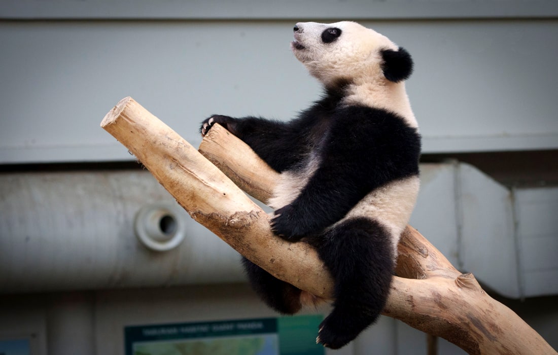 Куала-Лумпур миллий ҳайвонот боғида туғилган Шенг Йи исмли панда ўзининг биринчи туғилган кунини нишонлади.