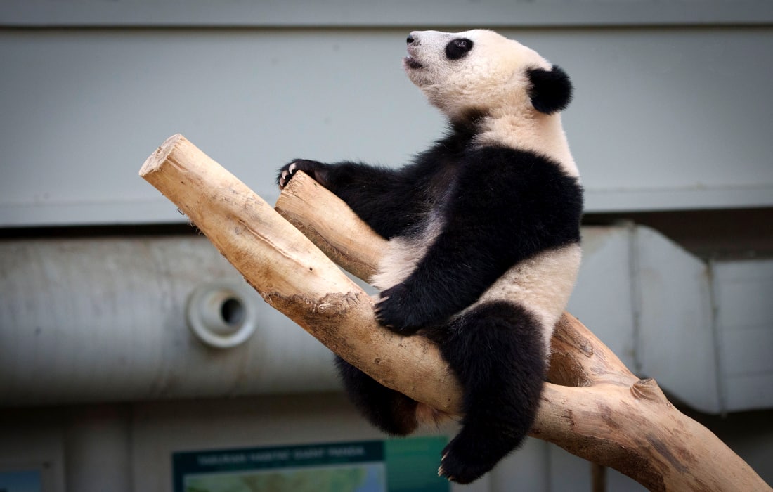 Kuala-Lumpur milliy hayvonot bog‘ida tug‘ilgan Sheng Yi ismli panda o‘zining birinchi tug‘ilgan kunini nishonladi.