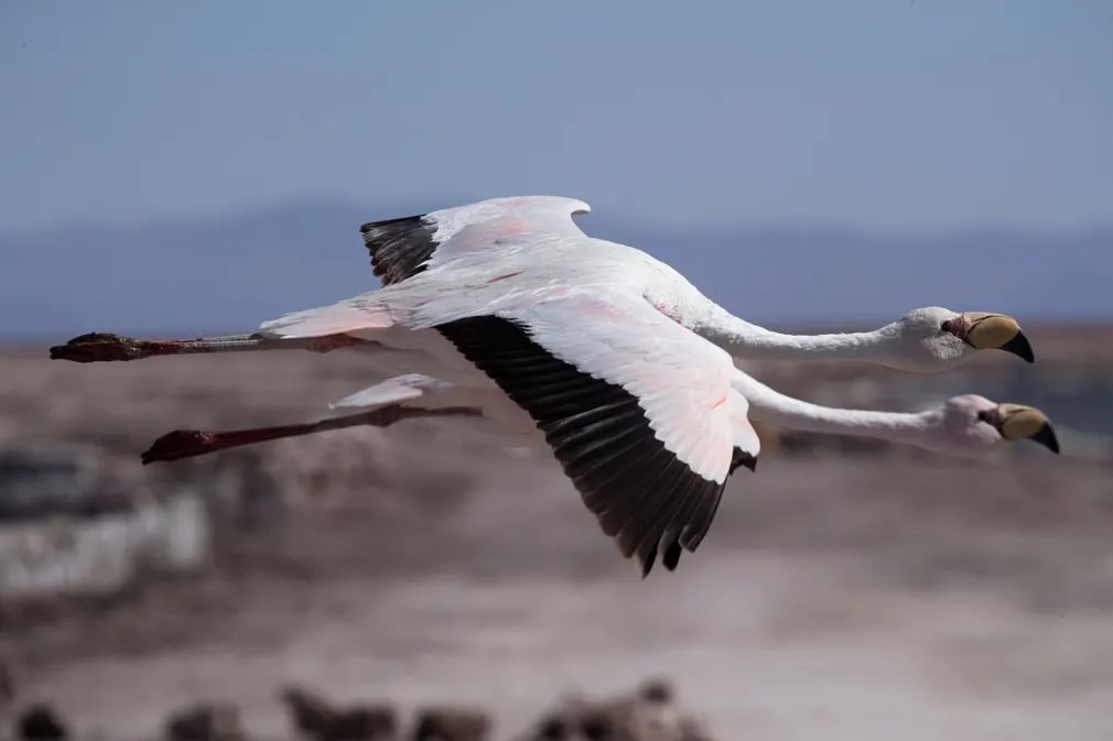 Flamingolar Atakama tekisligidagi Chaxa lagunasi ustidan uchib o‘tmoqda. Tadqiqot shuni ko‘rsatadiki, litiy qazib olish qushlarni hududni tark etishga majbur qilmoqda.