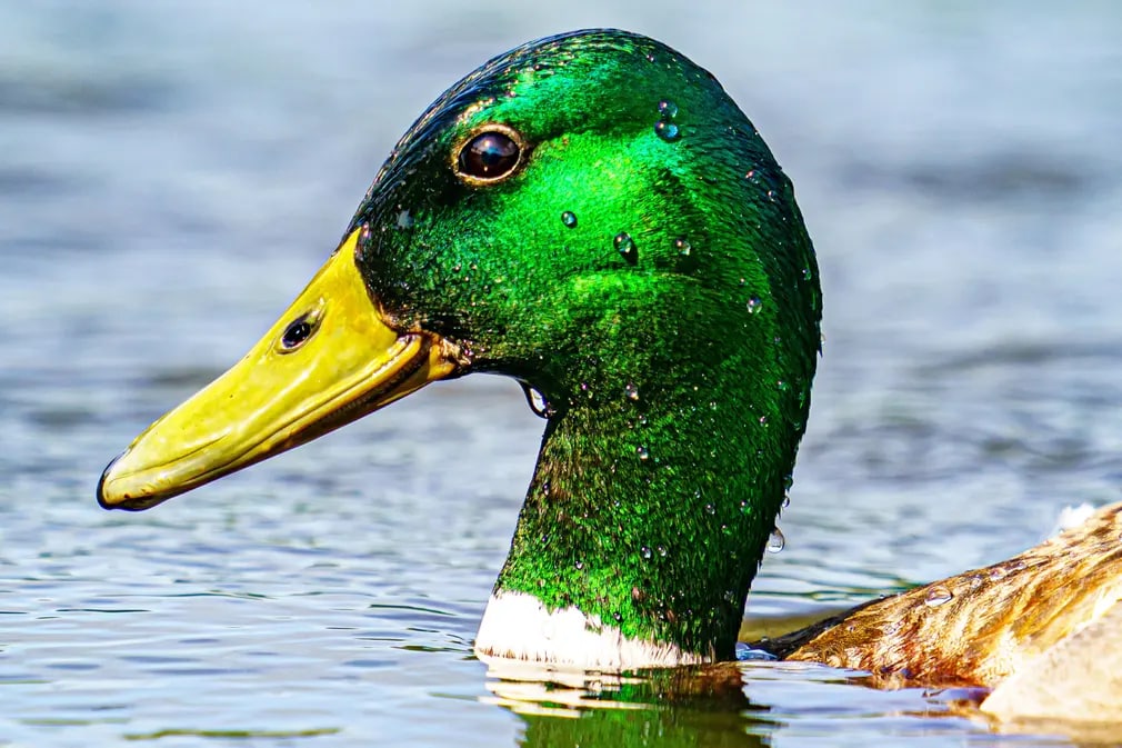 Буюк Британиядаги WWТ Slimbridge марказидаги кўлда сузаётган ўрдак.