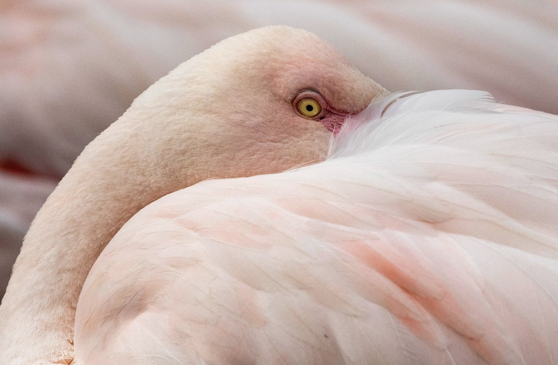 Yoxanesburg hayvonot bog‘idagi flamingolar.