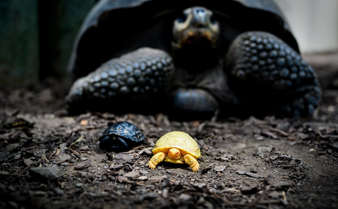 Shveysariyadagi Servion hayvonot bog‘idagi albinos Galapagos gigant toshbaqasi.