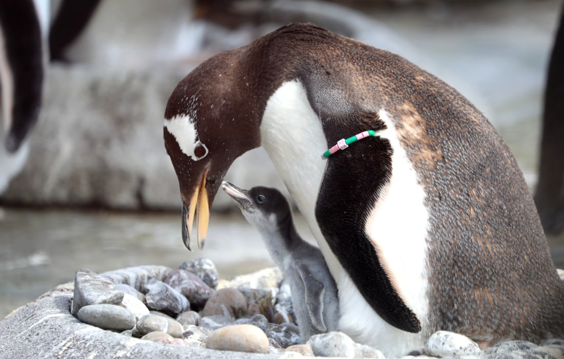 Edinburg hayvonot bog‘idagi gentu pingvin polaponi.