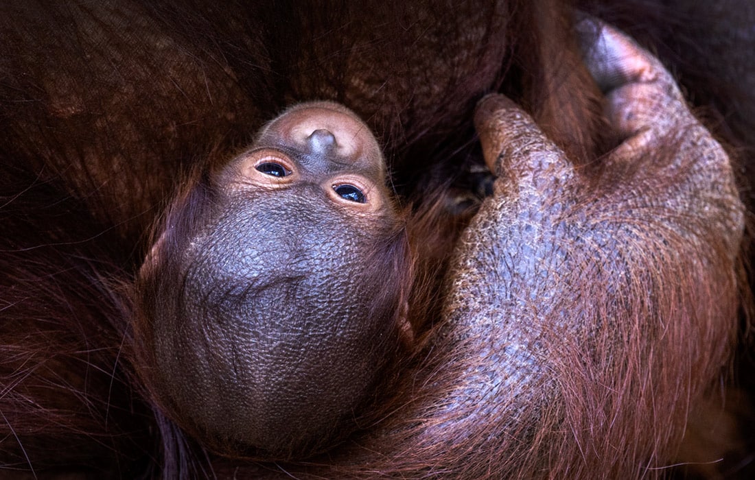 Germaniyaning Rostok shahridagi hayvonot bog‘ida tug‘ilgan orangutan bolasi ommaga taqdim etildi.