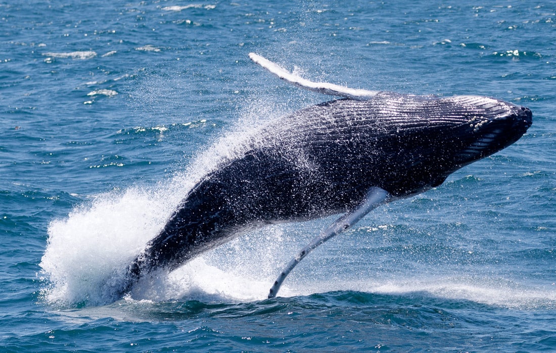 Америка Қўшма Штатлари шимоли-шарқидаги Стеллwаген Банк миллий денгиз қўриқхонасидаги букри кит.