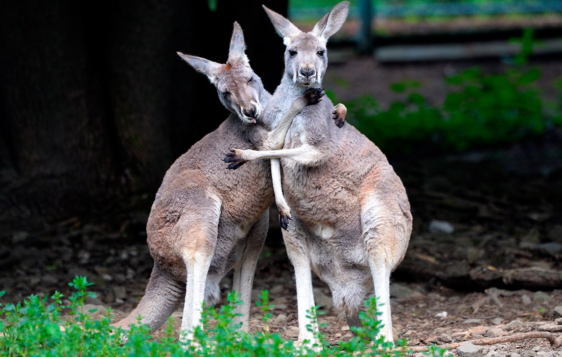 Chexiyadagi hayvonot bog‘idagi qizil kengurular.