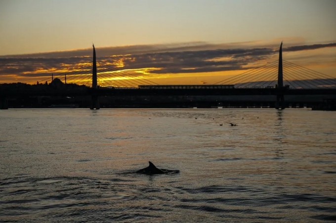 Bosfor bo‘g‘ozidagi delfinlar. Istanbul, 2020-yil 25-may