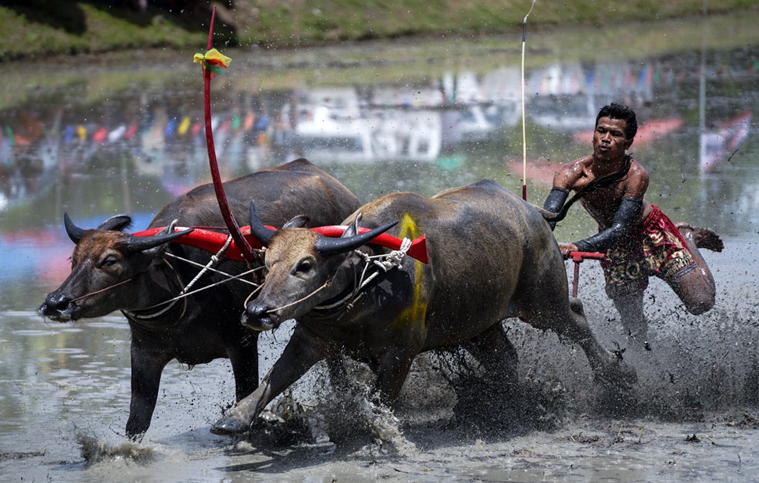 Таиланддаги Buffalo пойга фестивали.