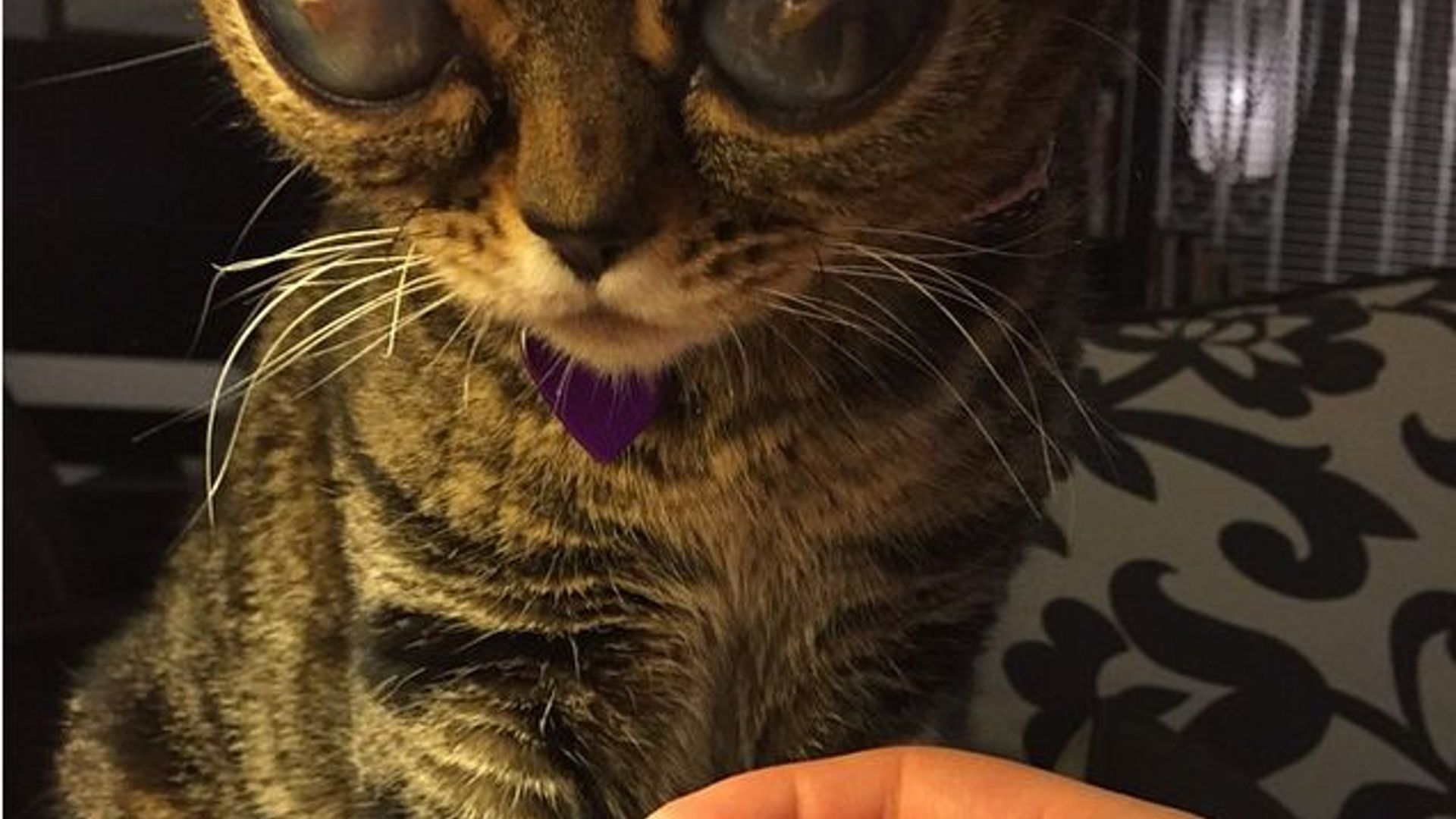 Dik, mushuk, eshak, it uslubidagi ruscha fotosurat, katta