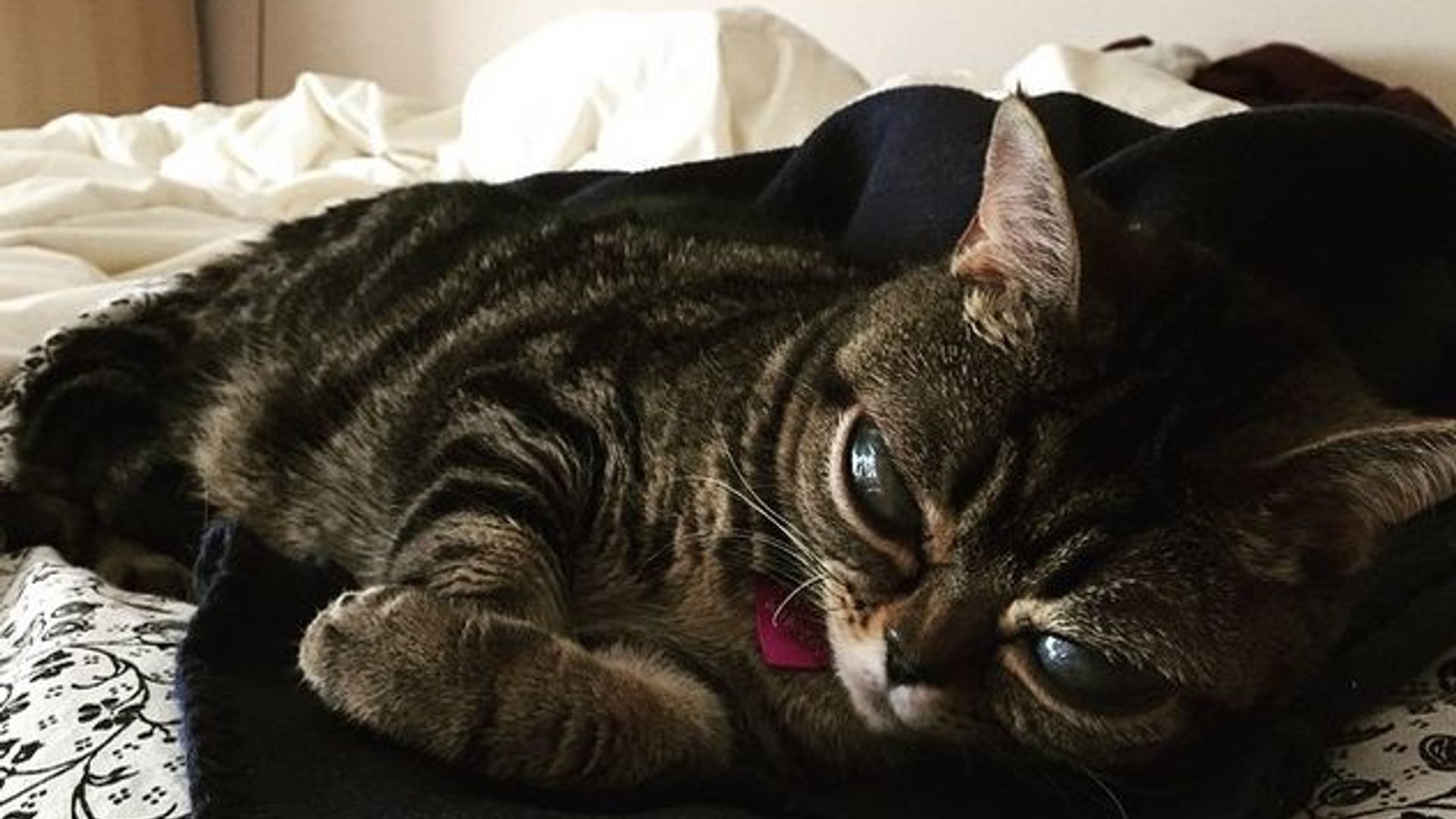 Olomon oldida yalangoch qizlar