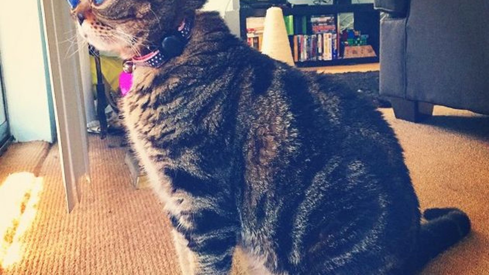 Uxlayotgan xotinning eshagi haqida video