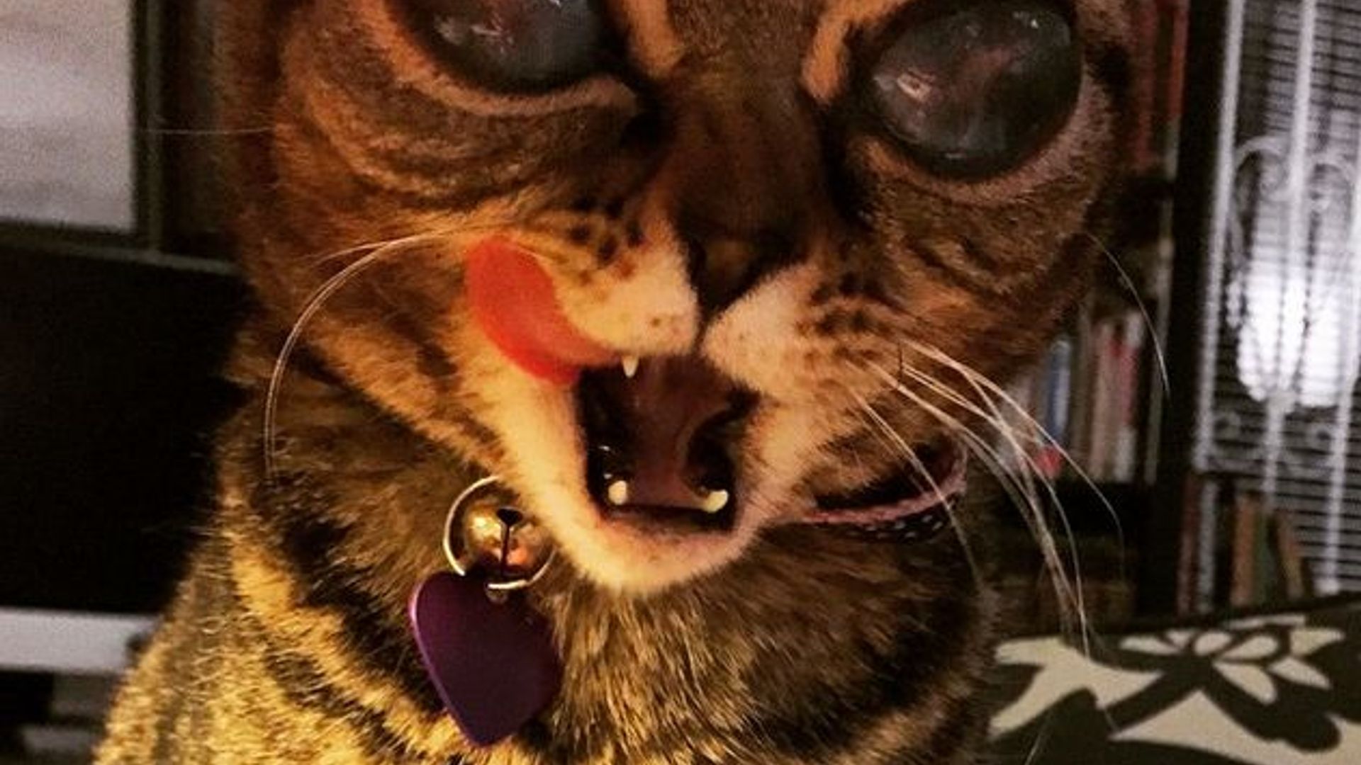 Video jinsiy qarindoshlar