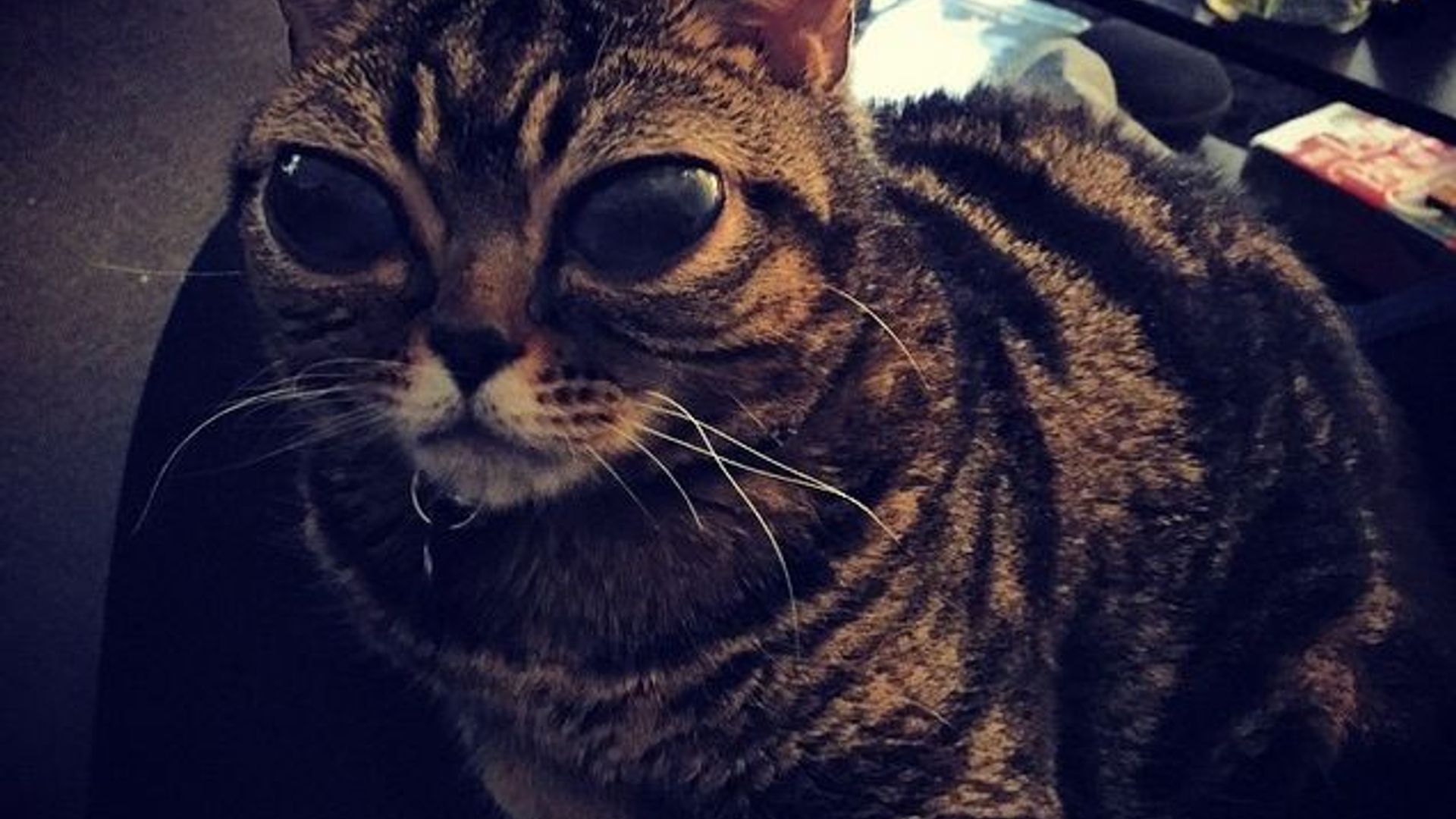 Kichkina, oriq qizlarning fotosuratlari