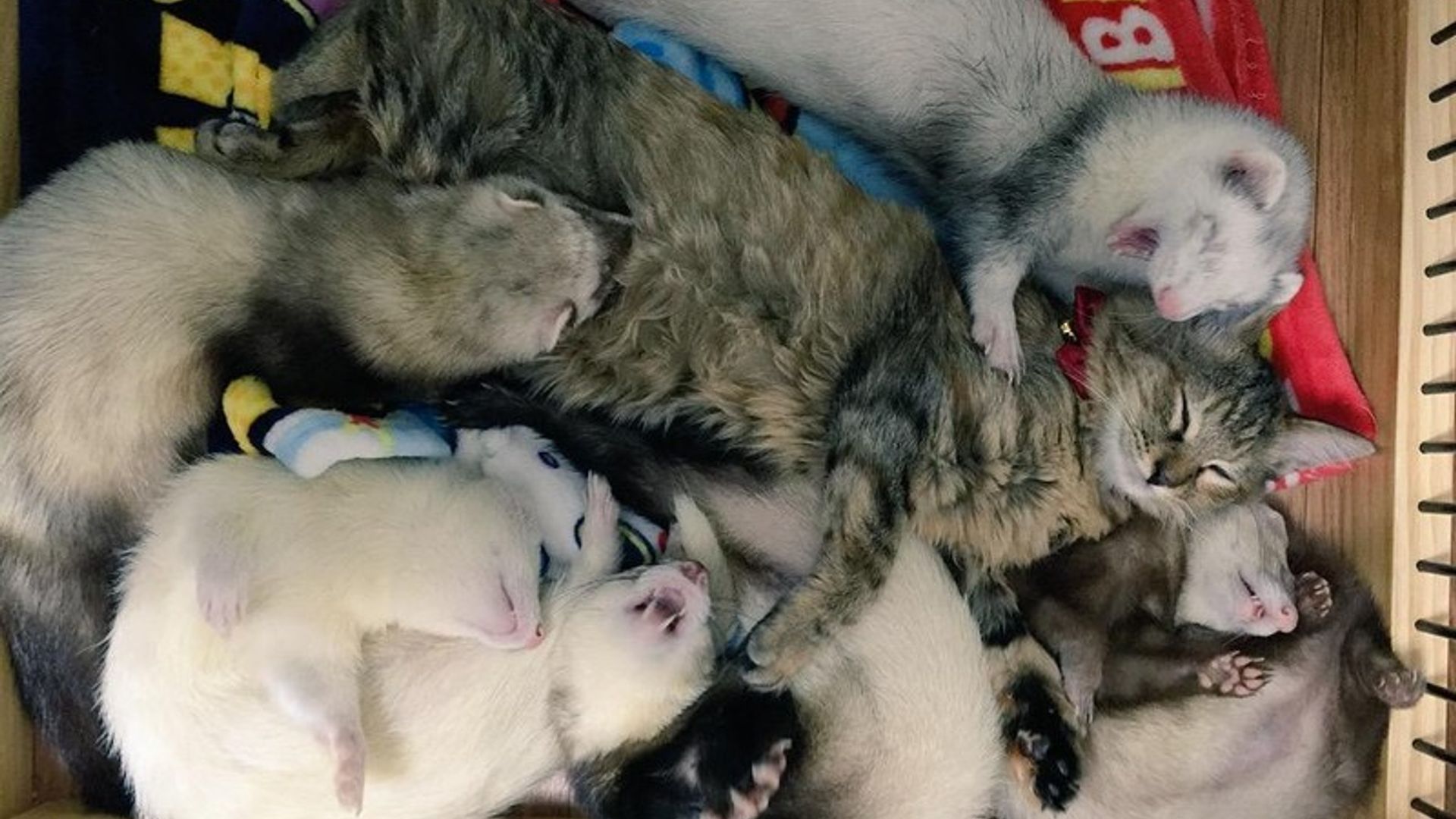 Qizlar jinsiy olatni birinchi marta korishadi