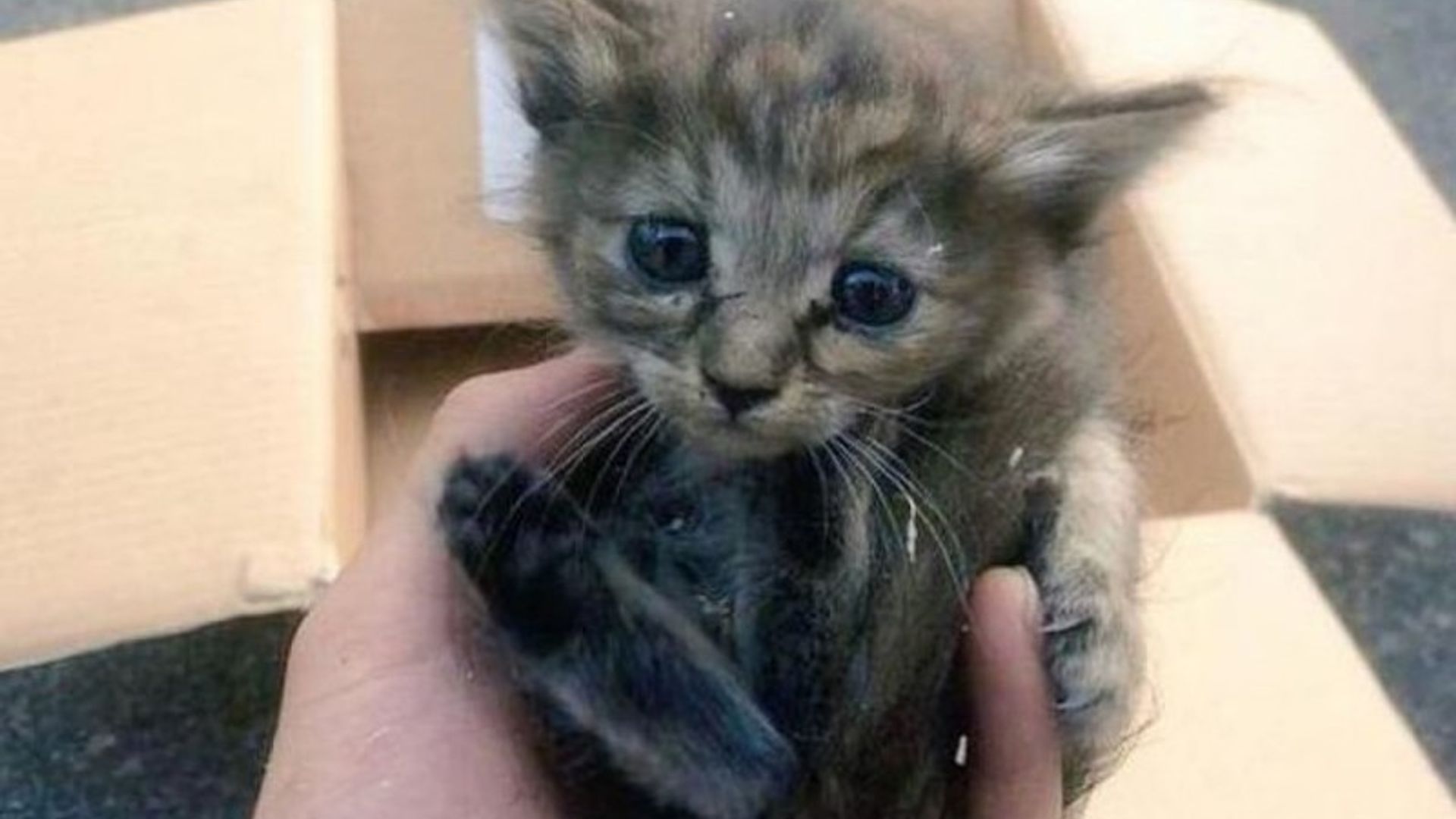 Yirtqich yirtqich hayvonning 3D porno multfilmlari