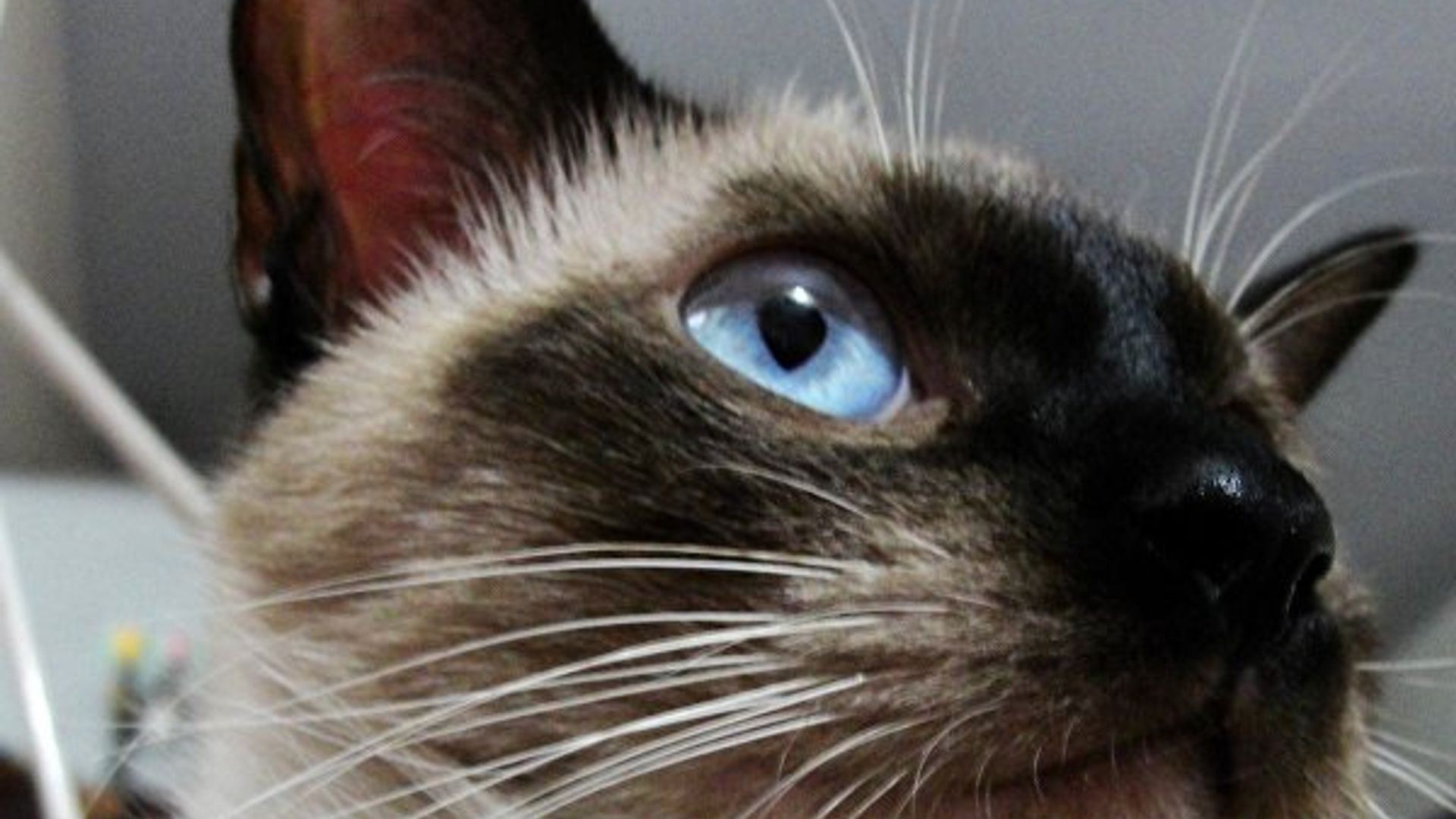 Elis Selezneva porno