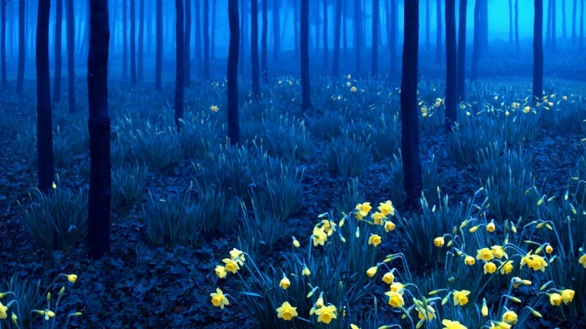 Birinchi turmush ortogi porno onlayn