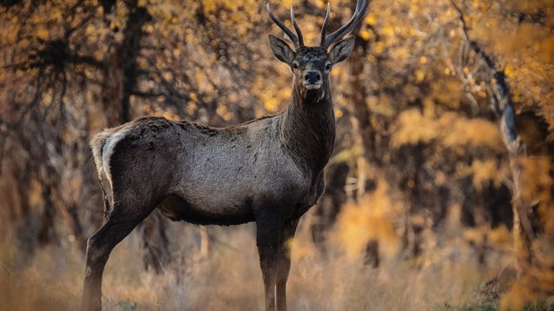 Fitness godak sikadi