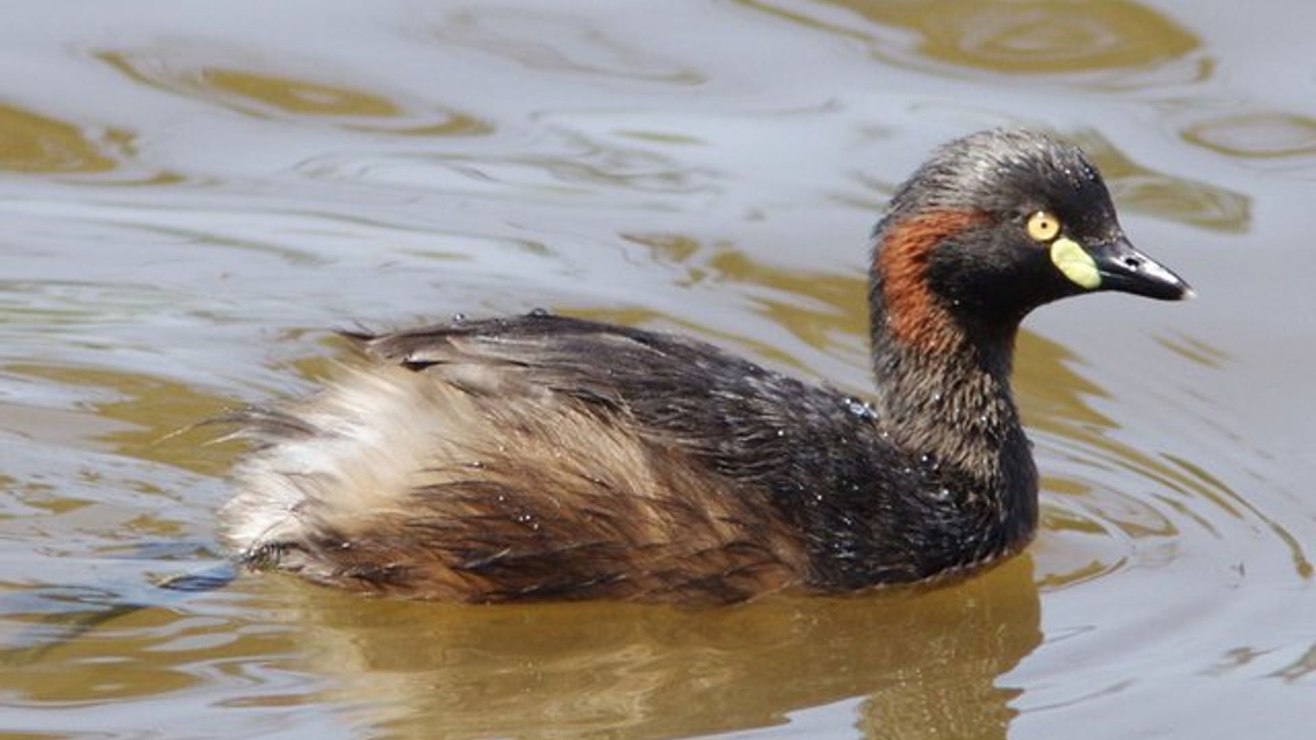 Tojik ayolining yalangoch mushuki