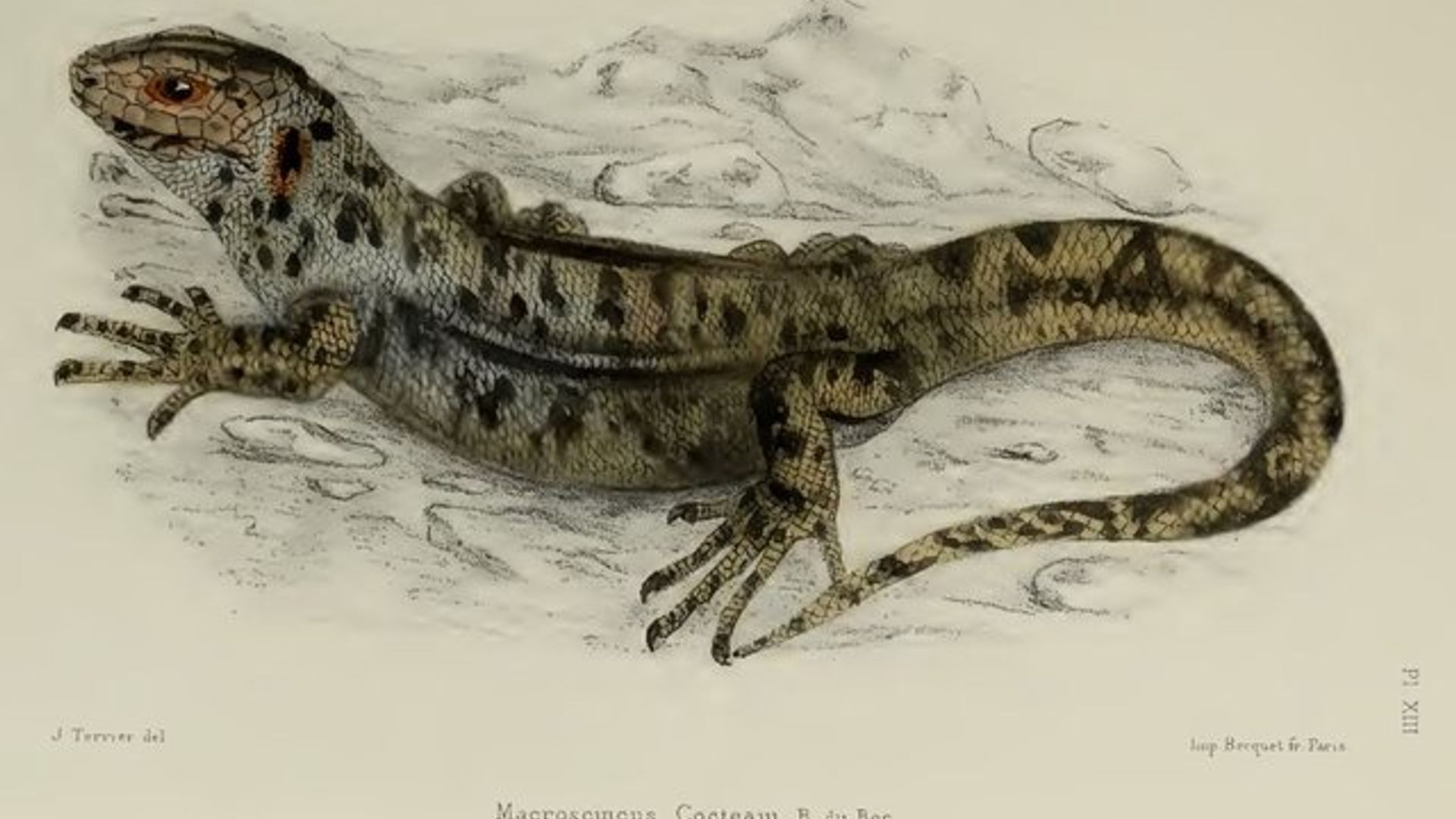 Ozarbayjon seksi video