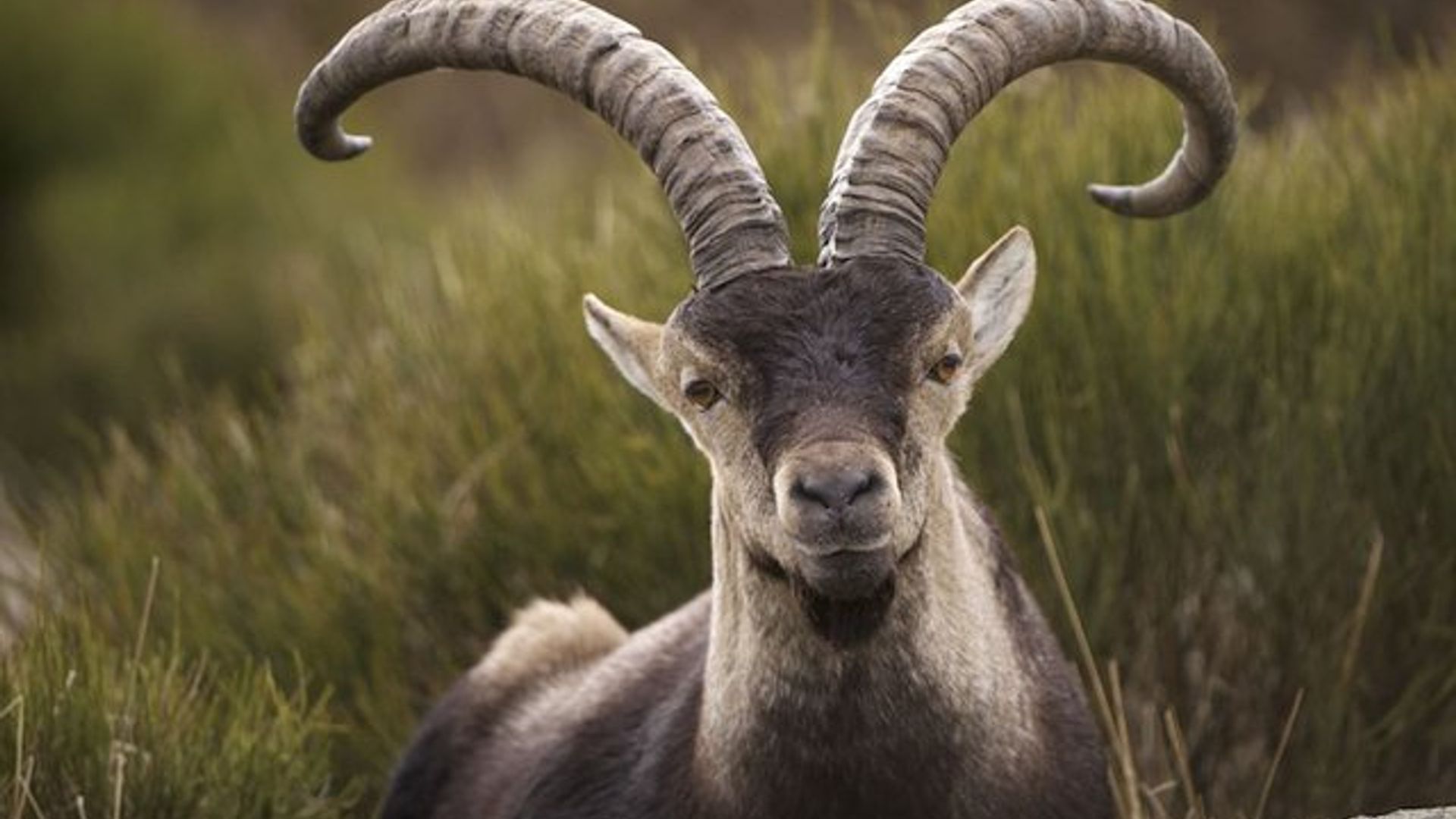 Homiladorlikning boshida sariq oqindi