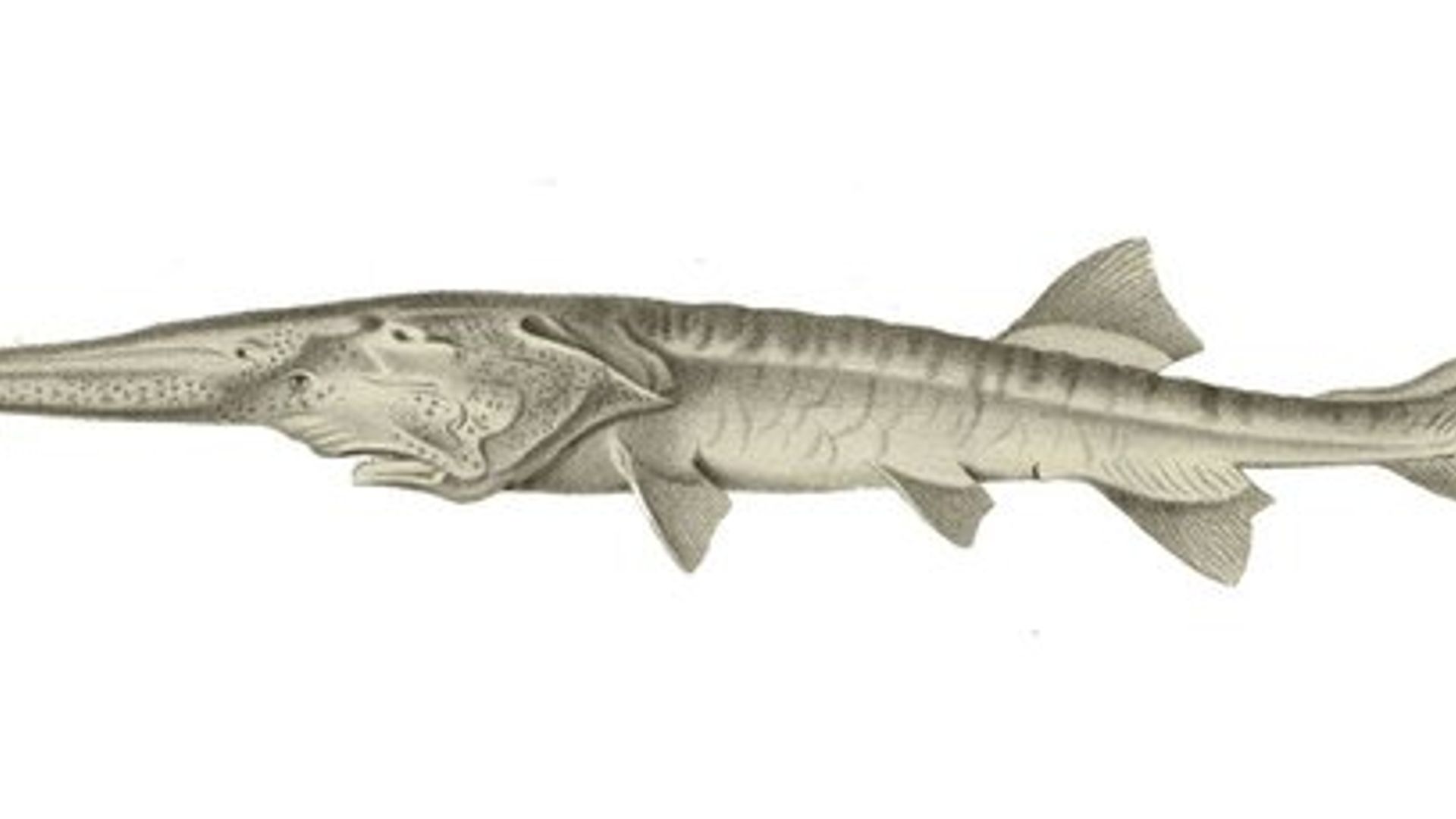 Qulning jinsiy azosini sogayotgan bekasi video