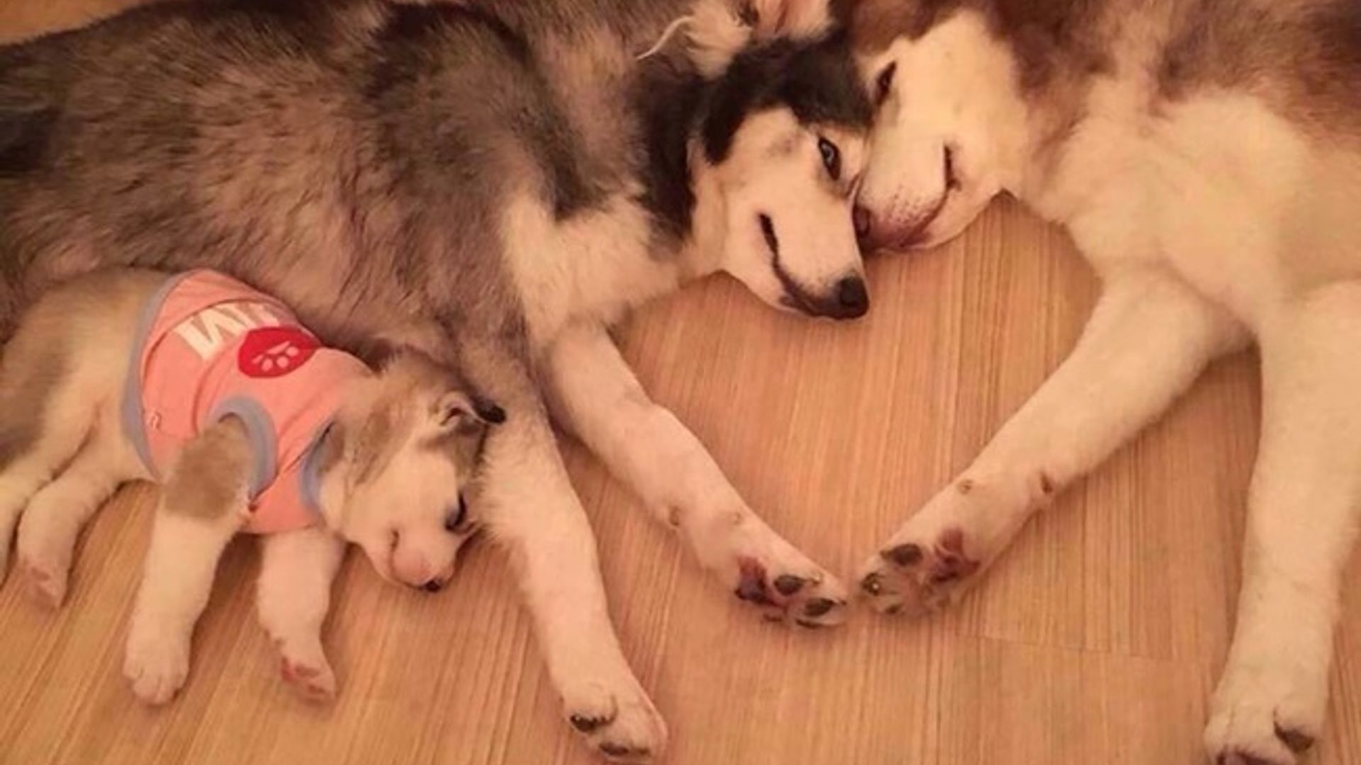 Mushukdagi barmoq fotosurati