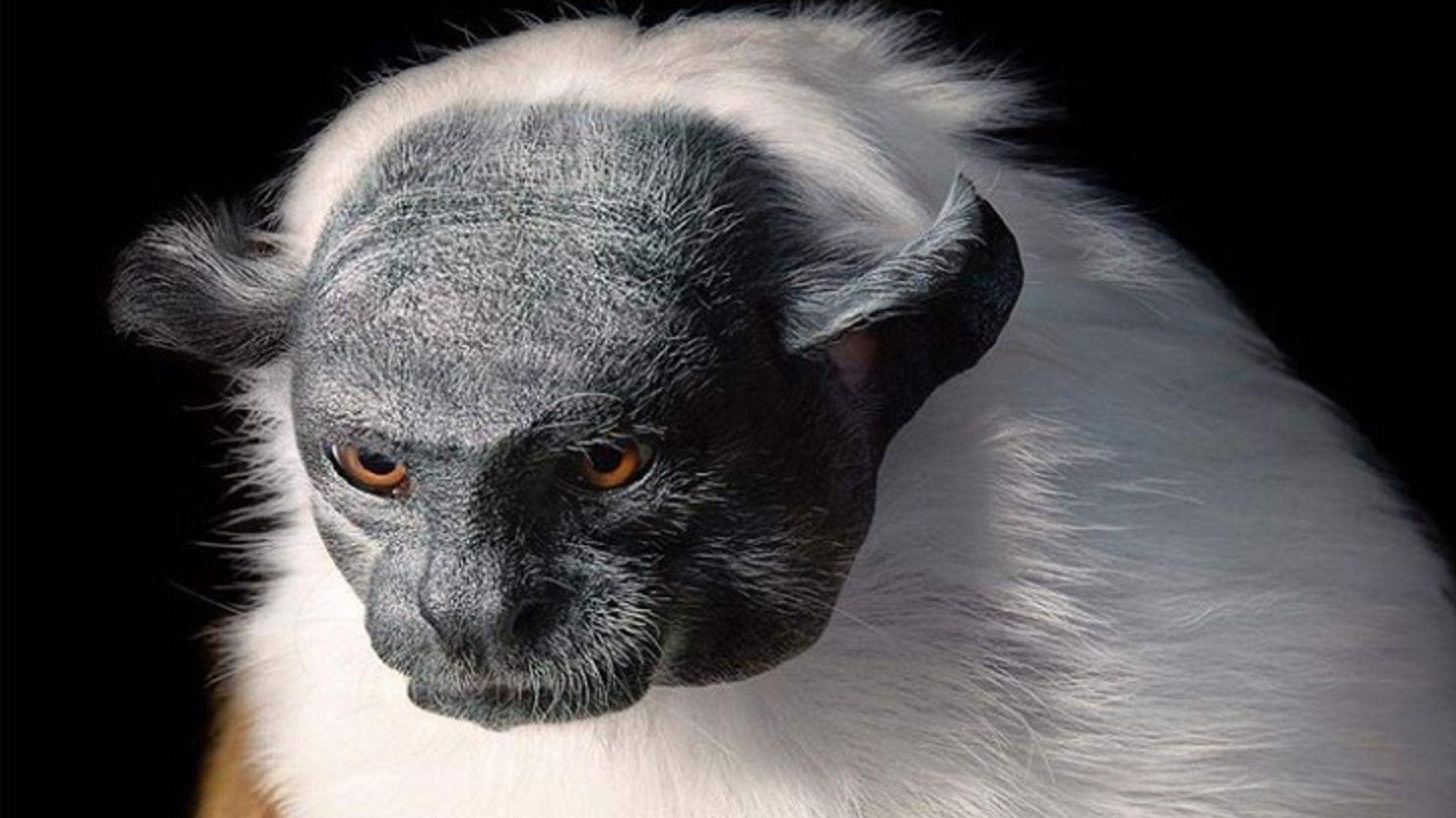 Oz jinsiy azosini yalayotgan yigit surati