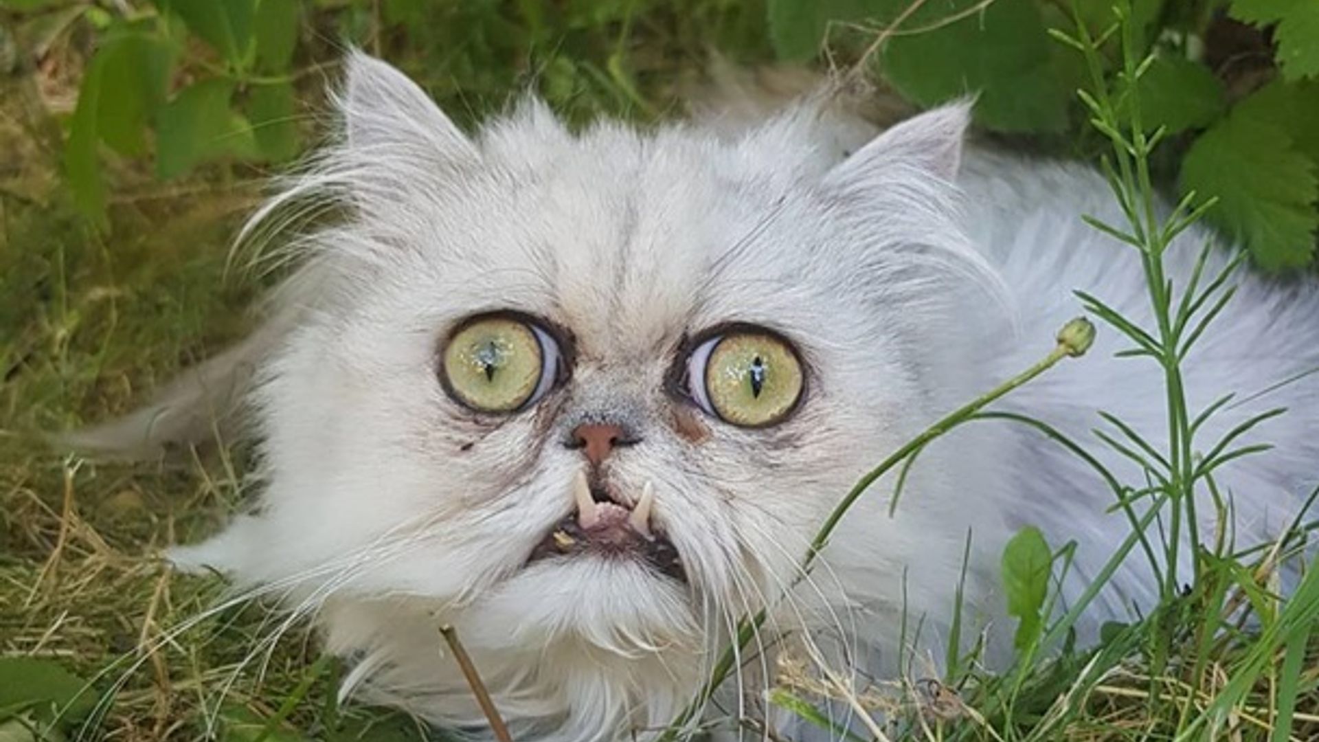 Kreslo oyogi bilan jinsiy aloqa