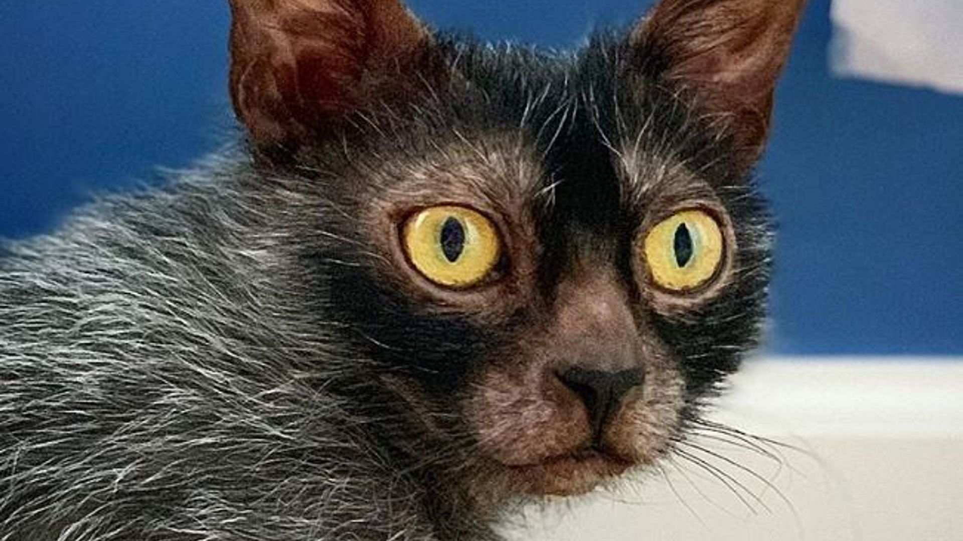 Jon Cardelli Falcon bilan porno video